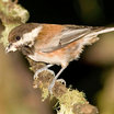 Chestnut-backed Chickadee